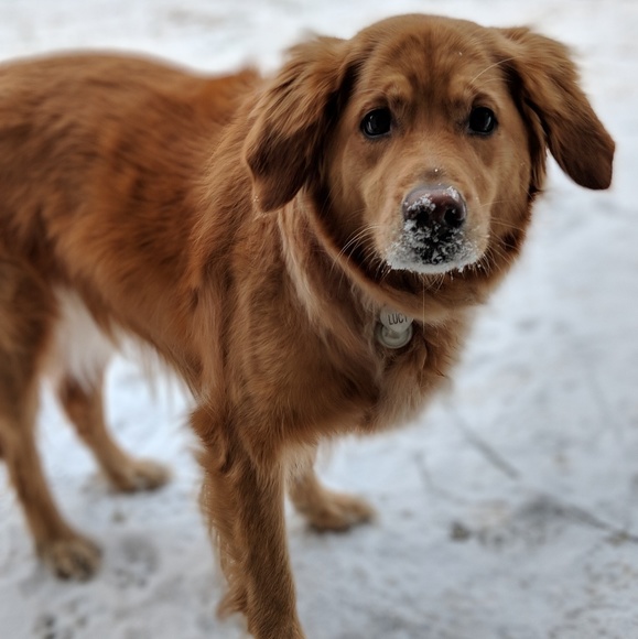 Meet your Posher, Kala - Picture 4 of 7